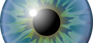 Mehr über den Artikel erfahren Das Auge