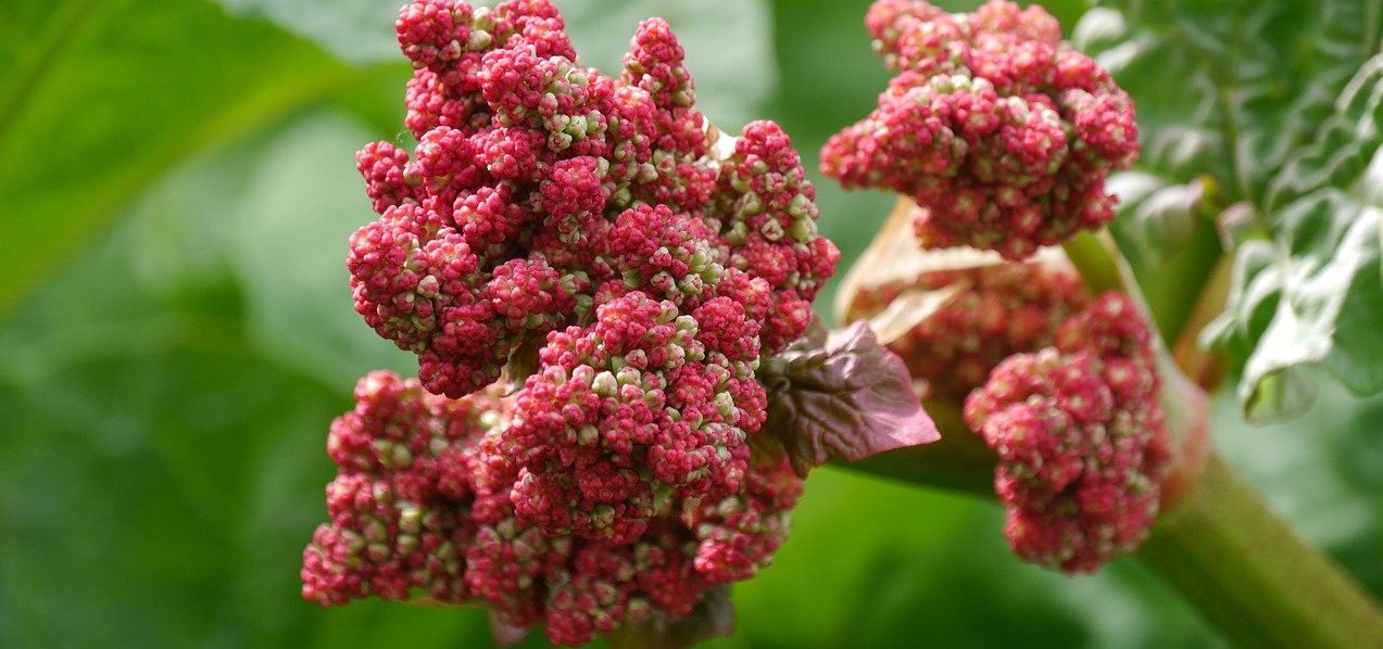 Rhabarbertraum